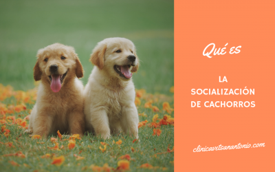 Qué es la socialización de cachorros