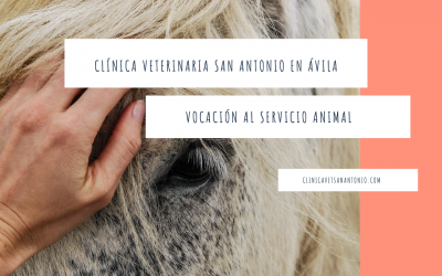 Clínica Veterinaria San Antonio en Ávila, vocación al servicio animal