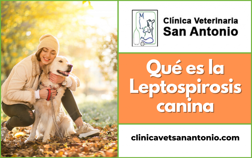 Qué es la leptospirosis canina - Veterinario en Ávila